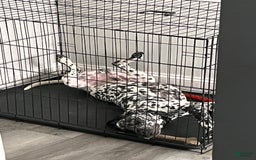 Dalmatian dogs for sale: Ghost - Image 6