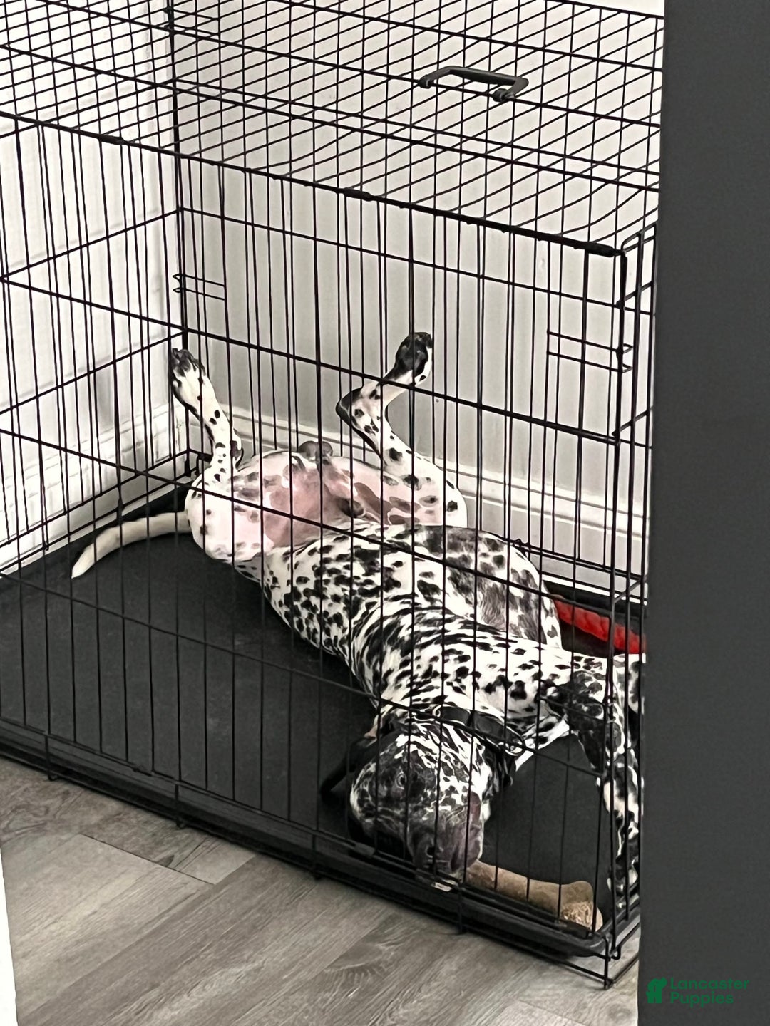 Dalmatian dogs for sale: Ghost - Image 6