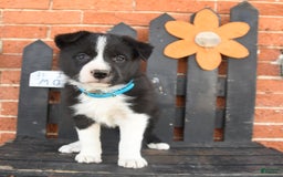 Border Collie dogs for sale: Chester - Image 3