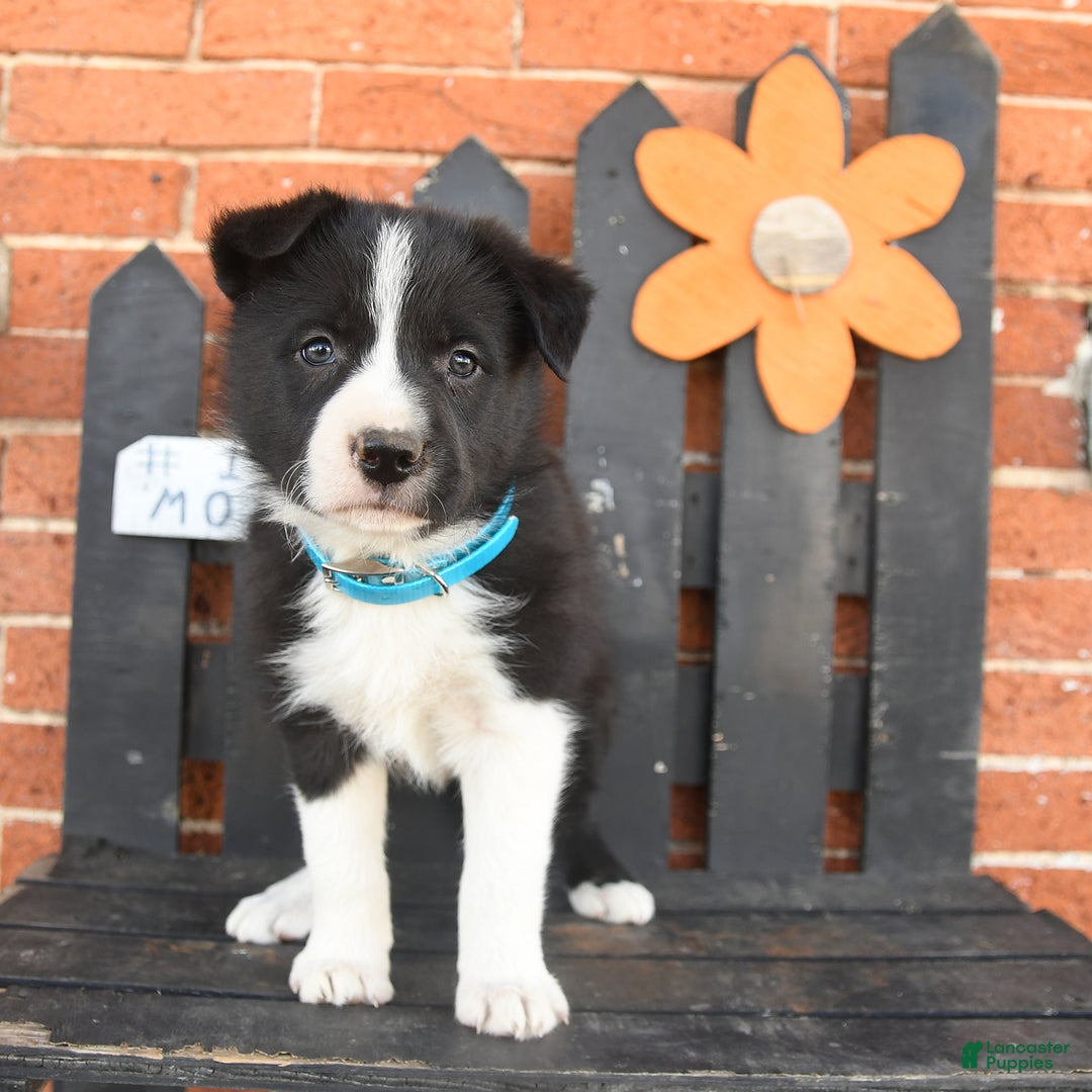 Border Collie dogs for sale: Chester - Image 3