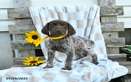German Shorthaired Pointer dogs for sale: Lemon - Image 1