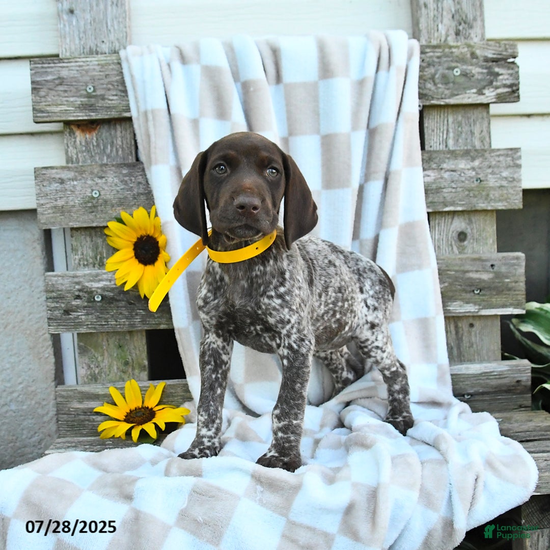 German Shorthaired Pointer dogs for sale: Lemon - Image 1