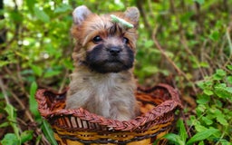 Morkie dogs for sale: Rare Gold Sable Firefly - Image 23