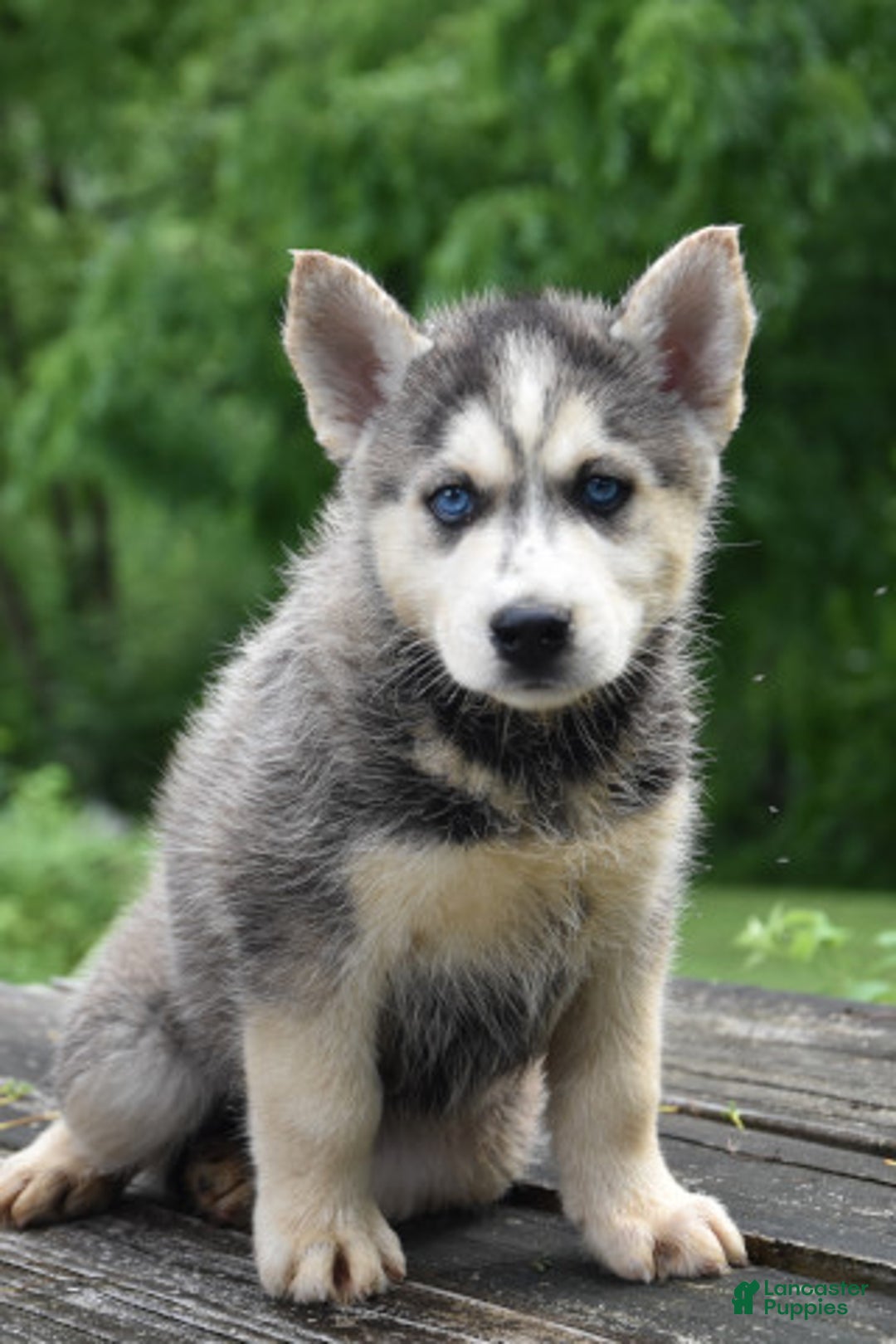Gerberian Shepsky dogs for sale: Jude - Image 3