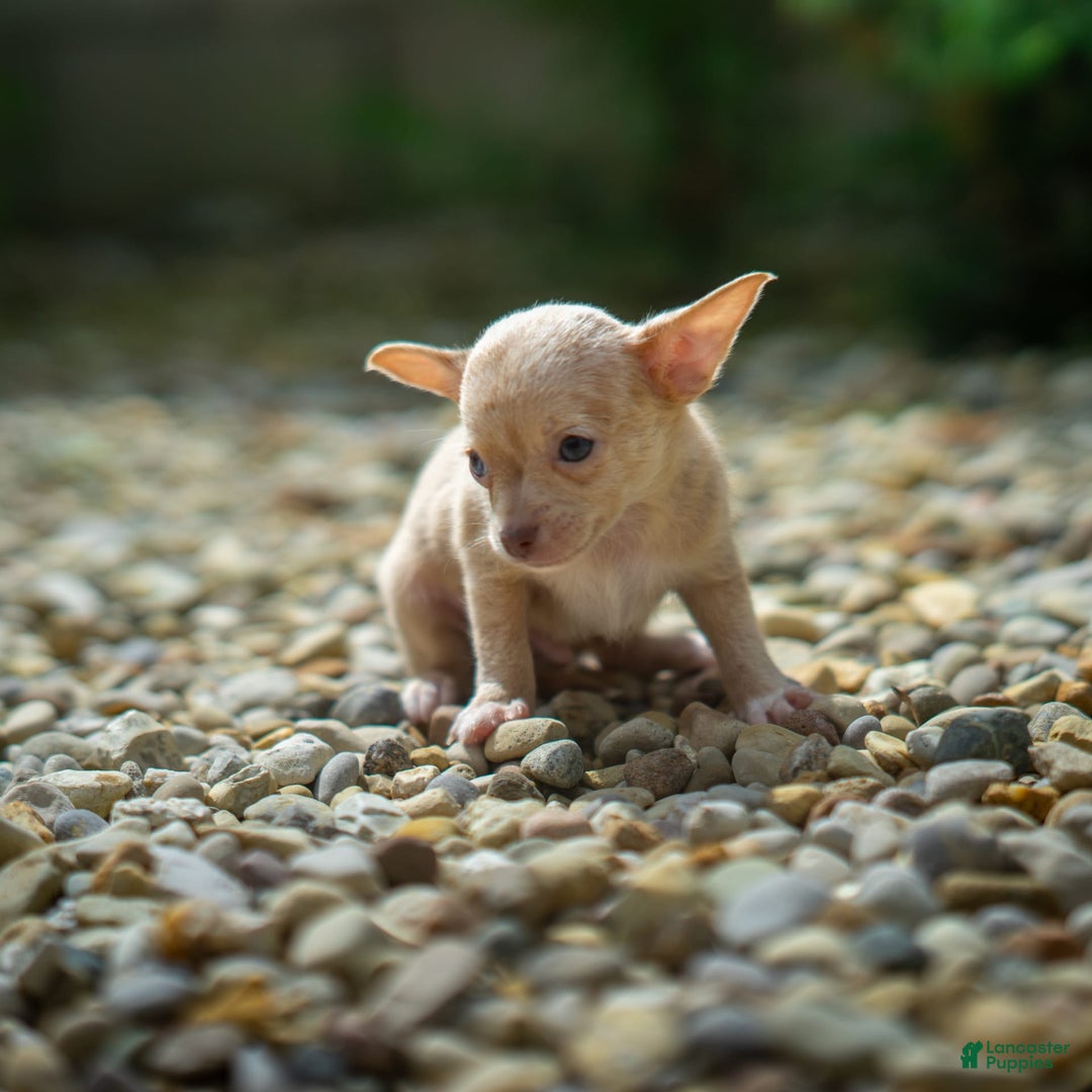 Chihuahua dogs for sale: Chihuahua 5 puppies - Image 2