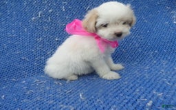 Malshi dogs for sale: Malshi 6 puppies - Image 1
