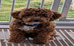 Maltipoo dogs for sale: Timmy - Image 9