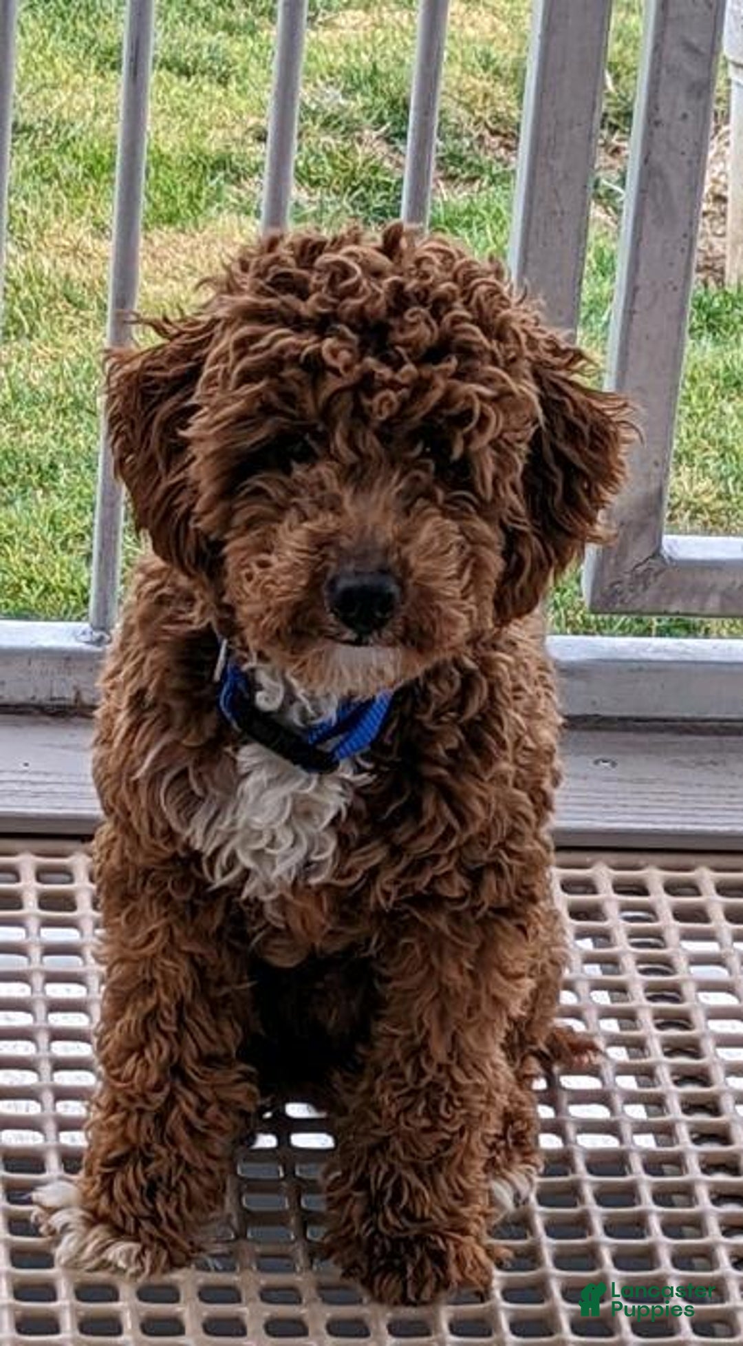 Maltipoo dogs for sale: Timmy - Image 9