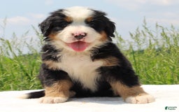 Bernese Mountain Dog dogs for sale: Wilder - Listing for pets: Waska, Wenka, Wenna, Whiskey, Wilder, Willa, Winnie, Winston - Image 3