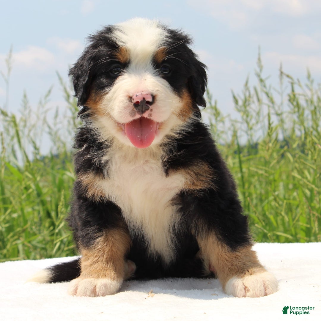 Bernese Mountain Dog dogs for sale: Wilder - Listing for pets: Waska, Wenka, Wenna, Whiskey, Wilder, Willa, Winnie, Winston - Image 3