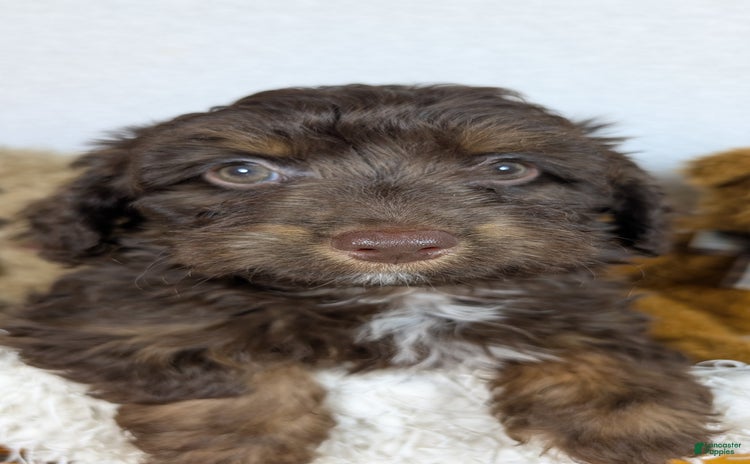 Mini Aussiedoodle dogs - Advert 9
