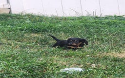 Miniature Dachshund dogs for sale: Miniature Dachshund 5 puppies - Image 2