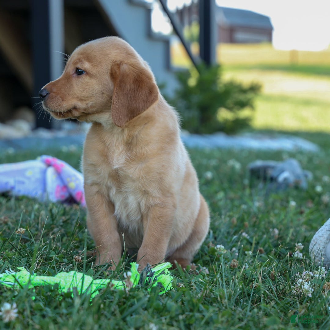 Labrador Retriever dogs for sale: Gus - Image 15