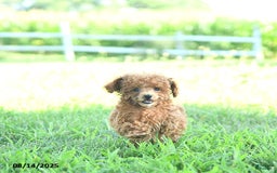 Toy Poodle dogs for sale: Chloe EXTRA SMALL - Image 2