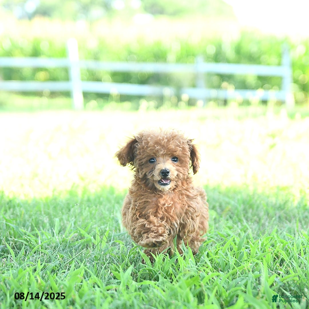 Toy Poodle dogs for sale: Chloe EXTRA SMALL - Image 2