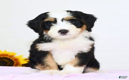Mini Bernedoodle dogs for sale: Poppy - Image 1
