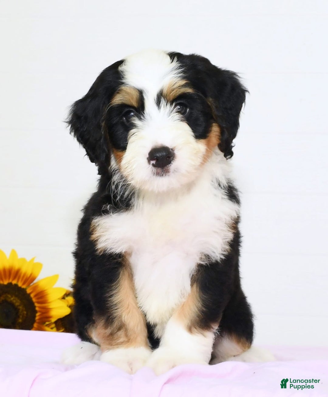 Mini Bernedoodle dogs for sale: Poppy - Image 1