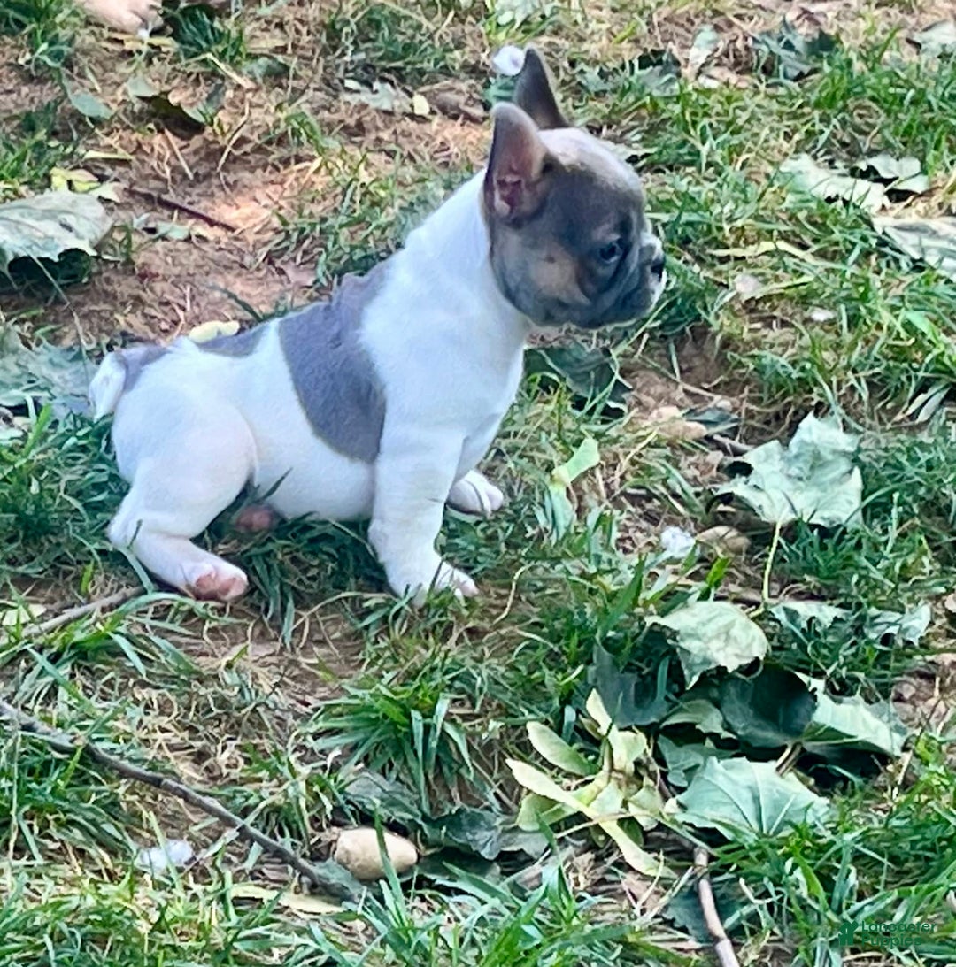 French Bulldog dogs for sale: Milton - Image 4