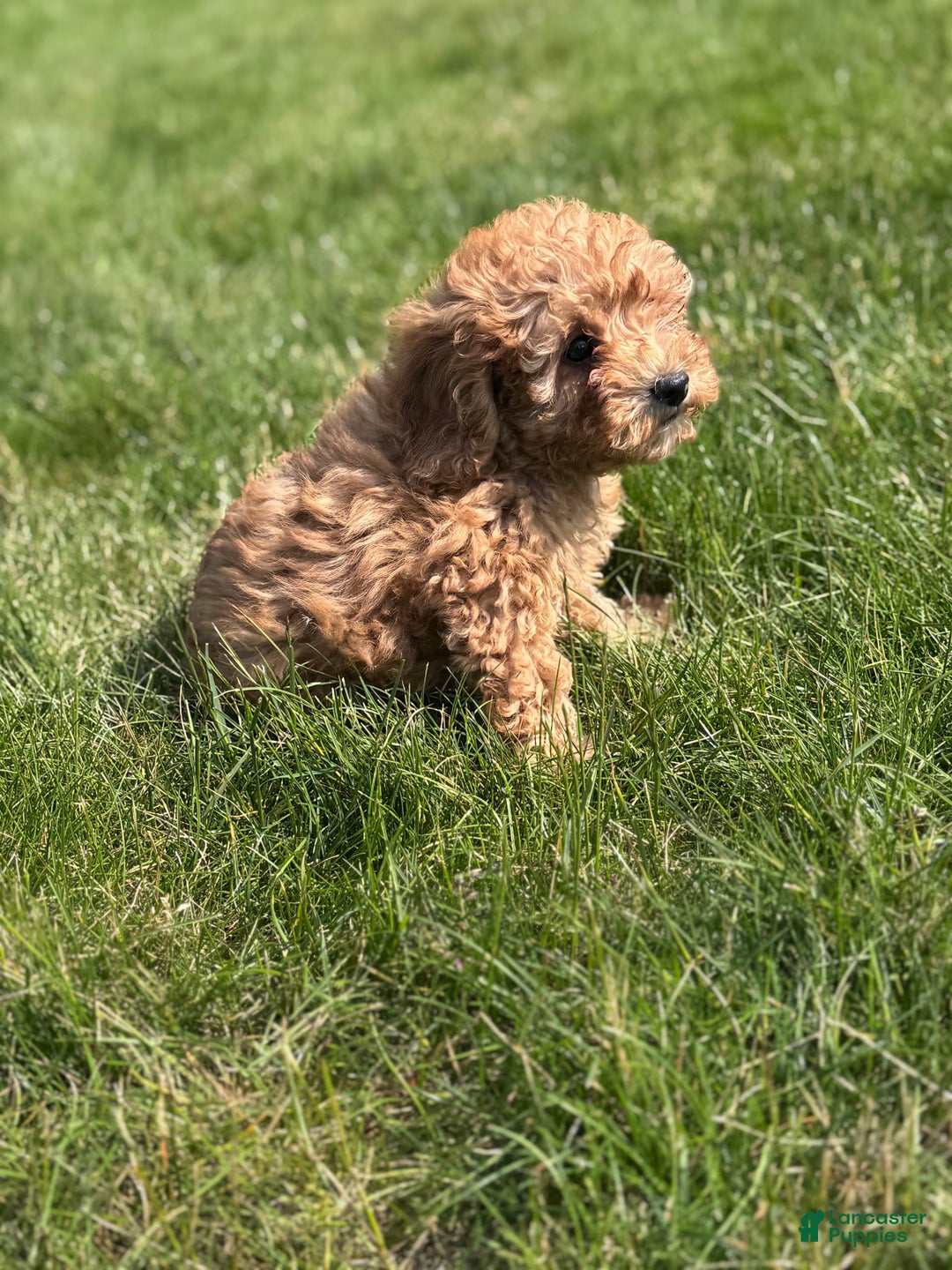 Cavapoo dogs for sale: Bella - Image 7