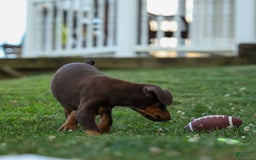 Doberman Pinscher dogs for sale: Dannie - Image 17