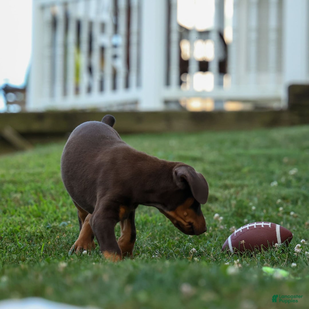Doberman Pinscher dogs for sale: Dannie - Image 17