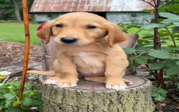 Golden Retriever dogs for sale: Golden Retriever 7 puppies - Image 1