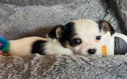 Biewer Terrier dogs for sale: Mandy - Image 1