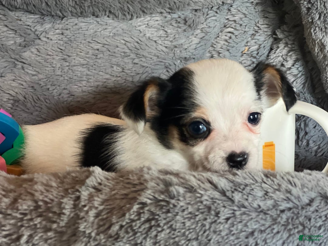 Biewer Terrier dogs for sale: Mandy - Image 1