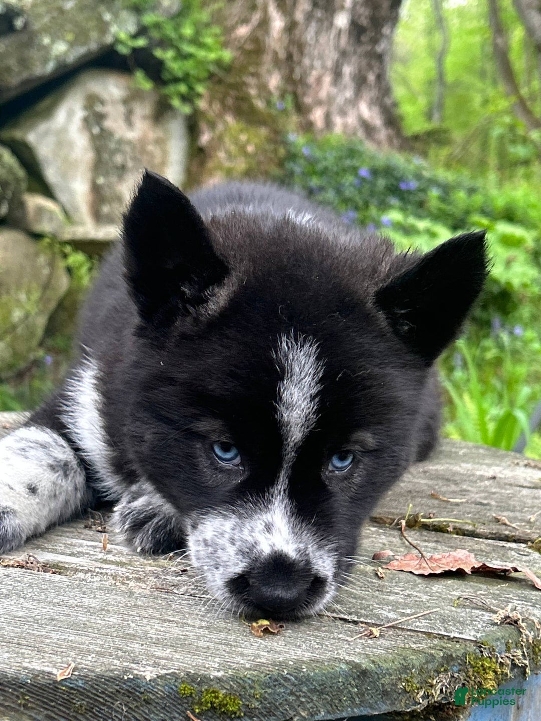 Siberian Husky dogs for sale: Akc Lincoln - Image 4