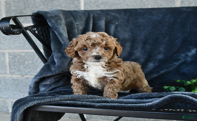 Mini Goldendoodle dogs for sale - Ad 1
