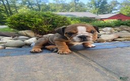 English Bulldog dogs for sale: Duke - Image 2