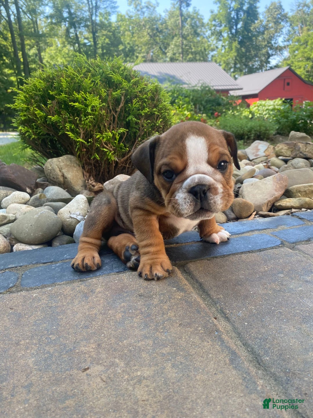 English Bulldog dogs for sale: Duke - Image 2