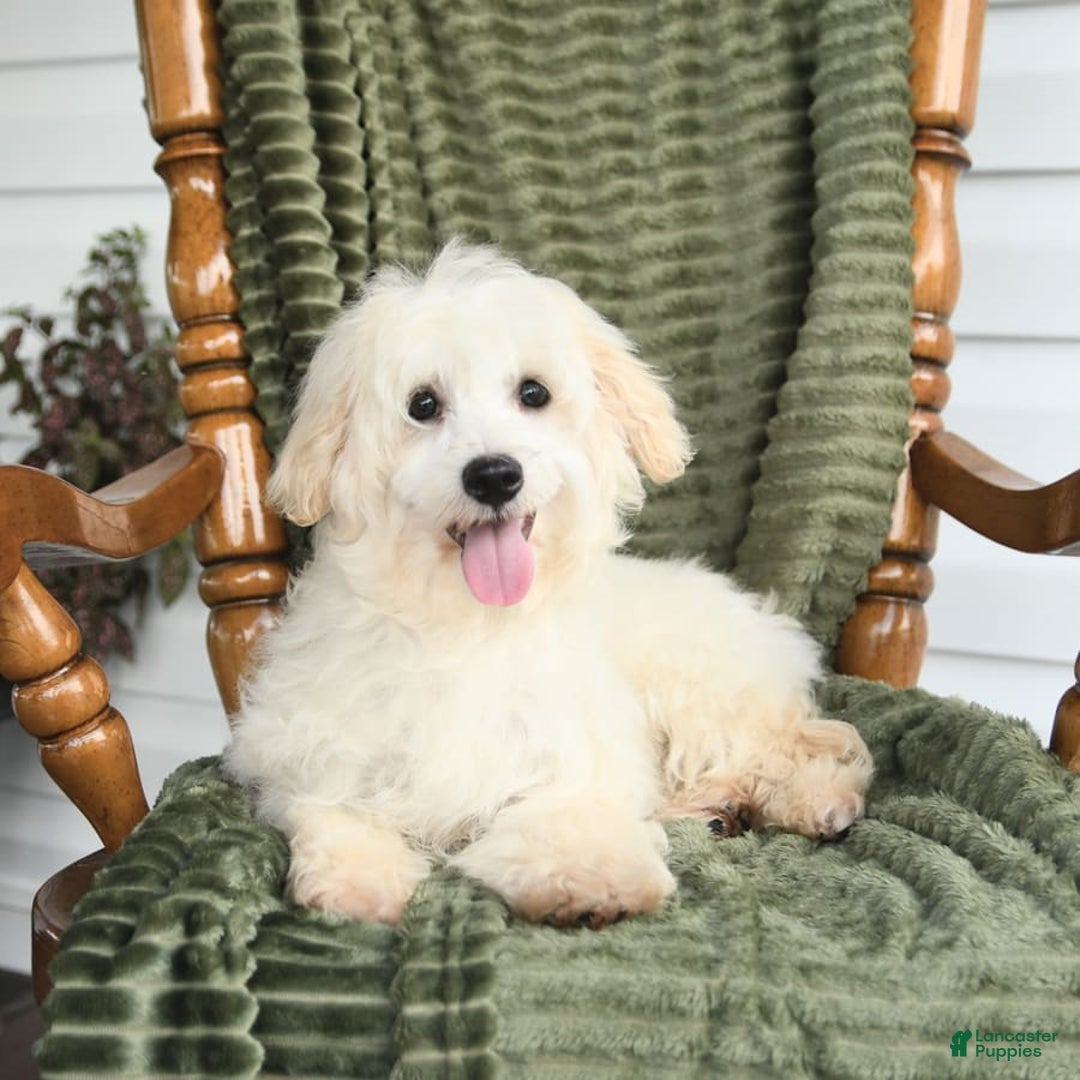 Maltipoo dogs for sale: Lucky - Image 6