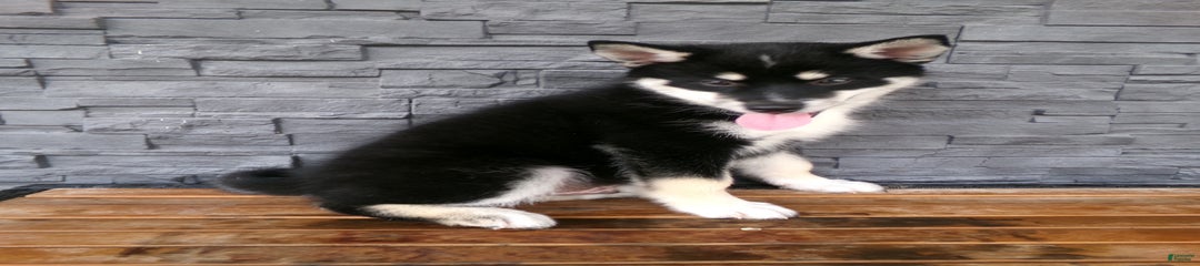 Sammy