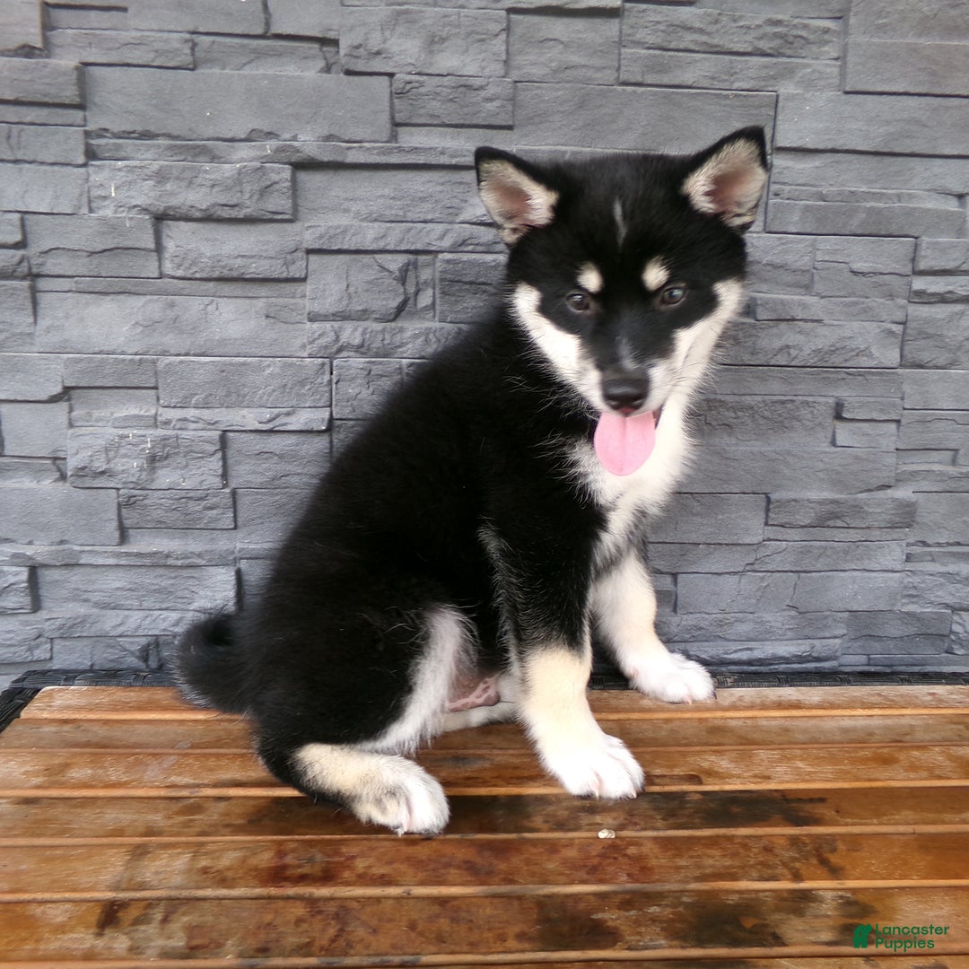 Pomsky dogs for sale: Sammy - Image 3