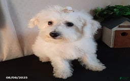 Bichpoo dogs for sale: Gigi - Image 12