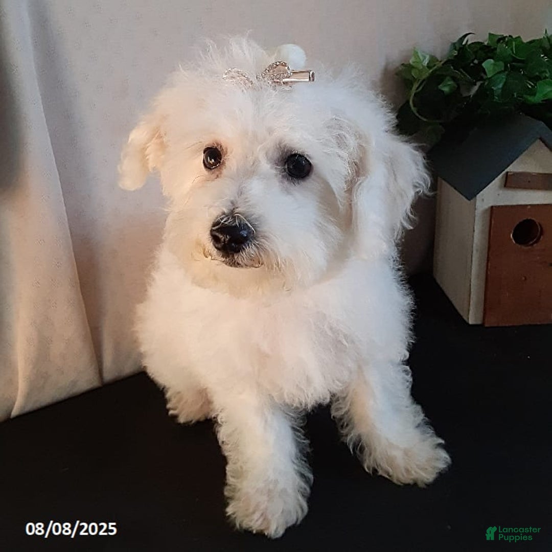 Bichpoo dogs for sale: Gigi - Image 12