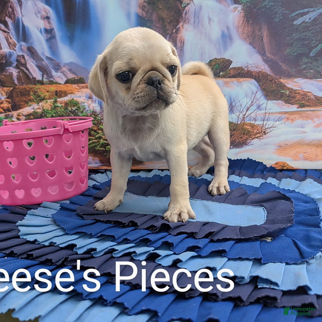 Pug dogs for sale: Reeses Pieces - Image 2