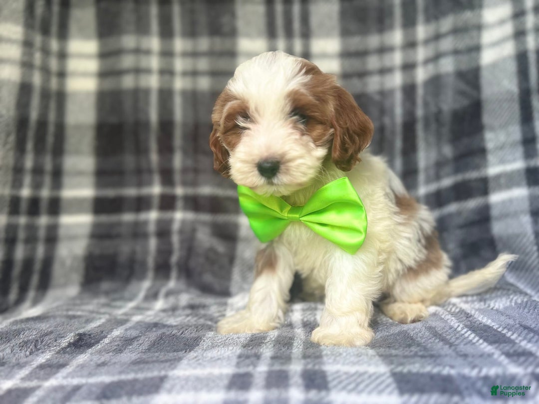 Cavapoo dogs for sale: Cheeto - Image 2