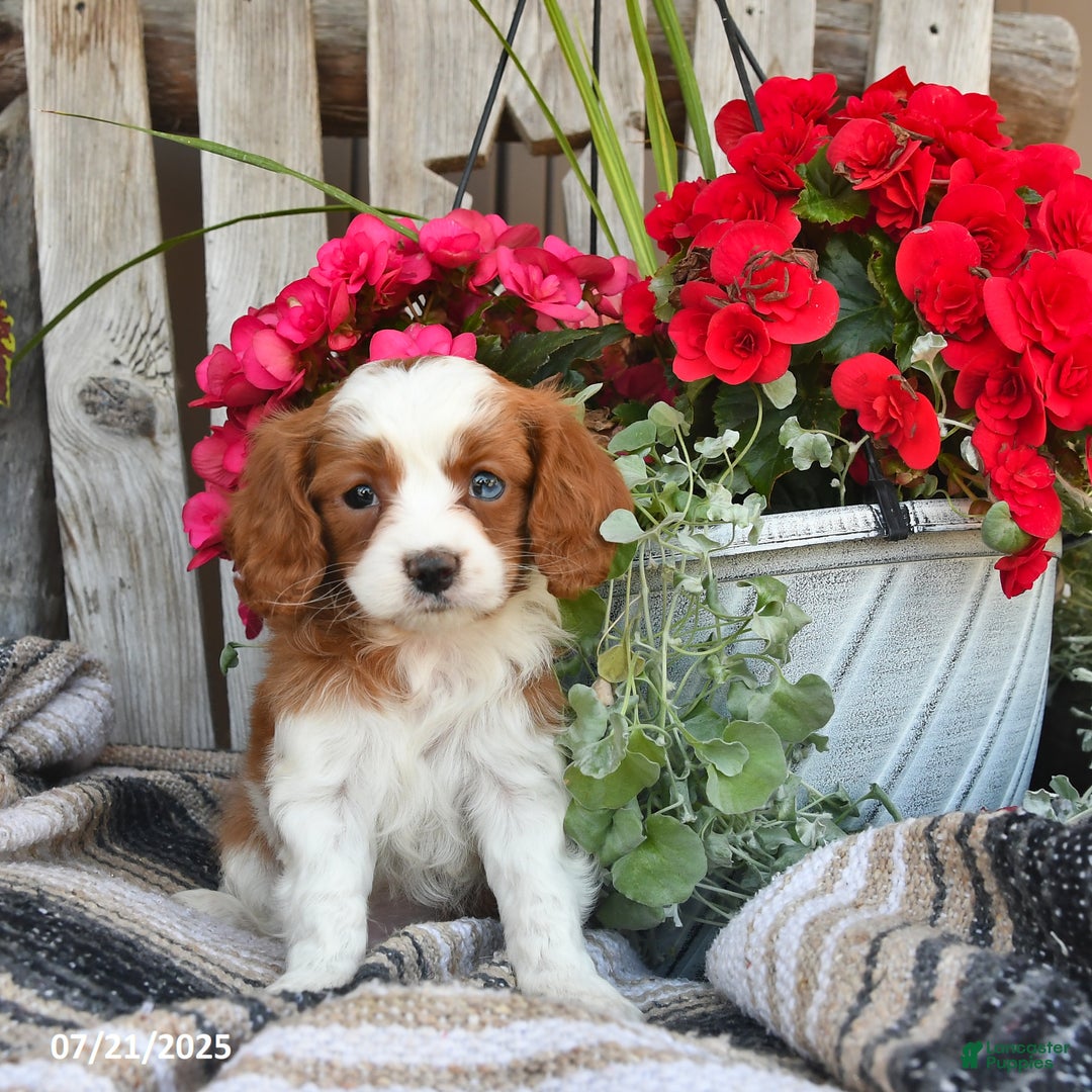 Cavapoo dogs for sale: Candy - Image 3
