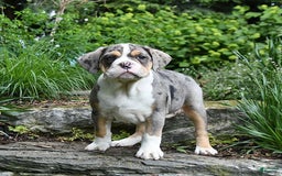 Olde English Bulldogge dogs for sale: Reba - Image 8