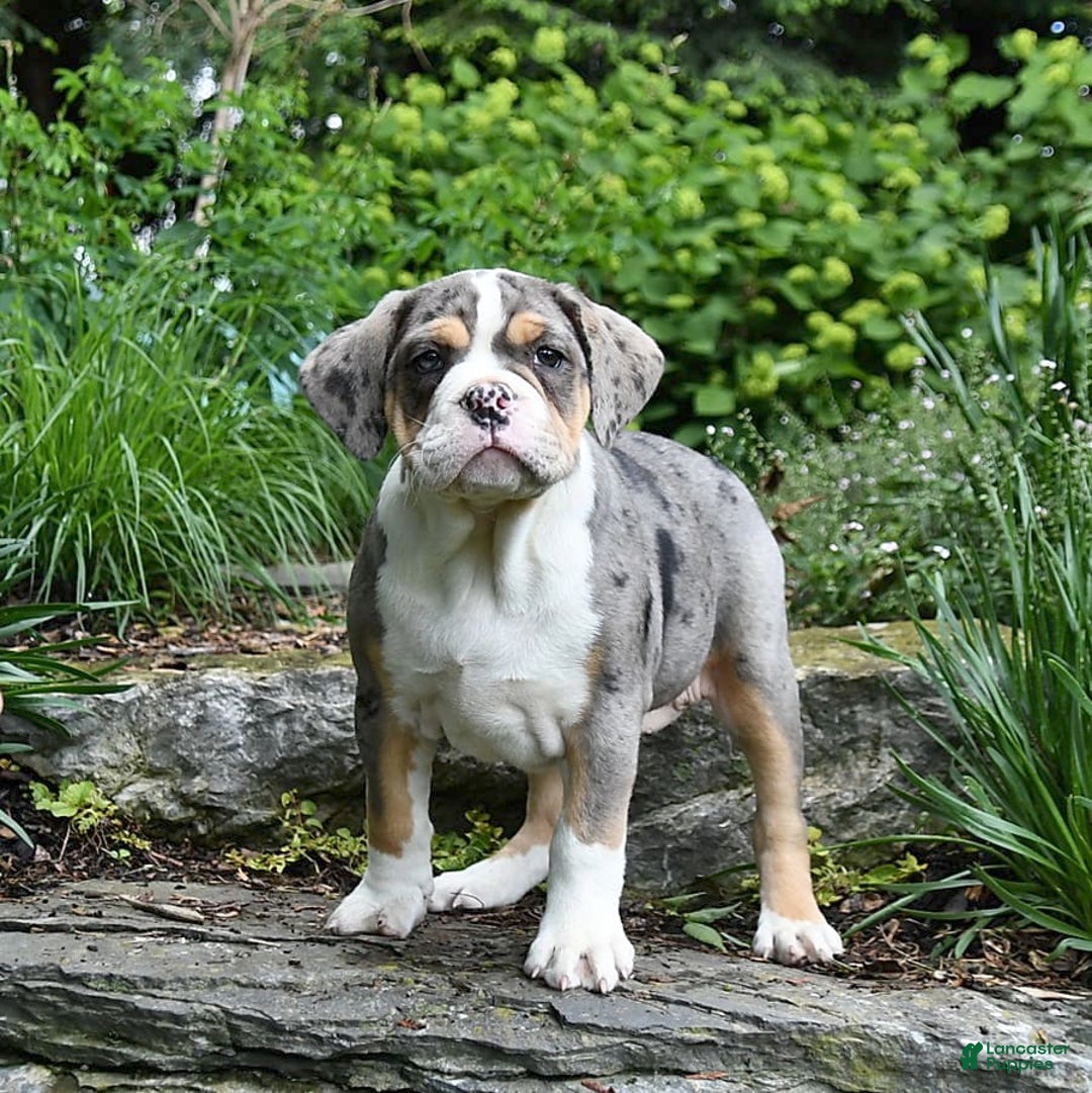 Olde English Bulldogge dogs for sale: Reba - Image 8