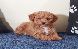 Mini Goldendoodle dogs for sale: Sasha - Image 1