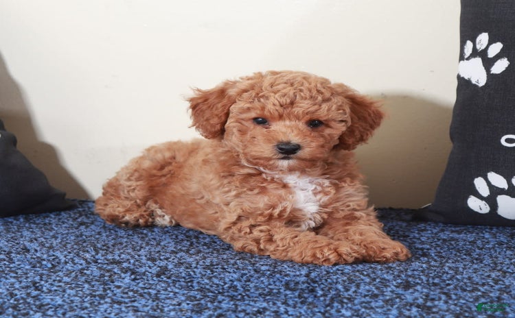 Mini Goldendoodle dogs for sale - Ad 4