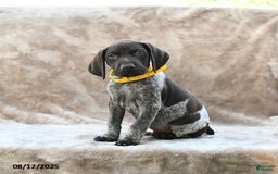 German Shorthaired Pointer dogs for sale: Erie - Image 5