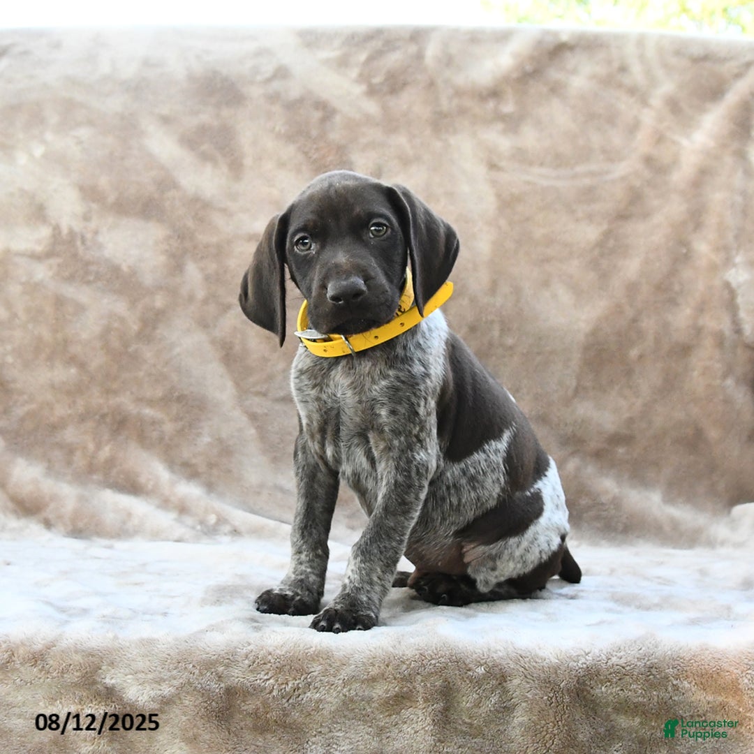 German Shorthaired Pointer dogs for sale: Erie - Image 5