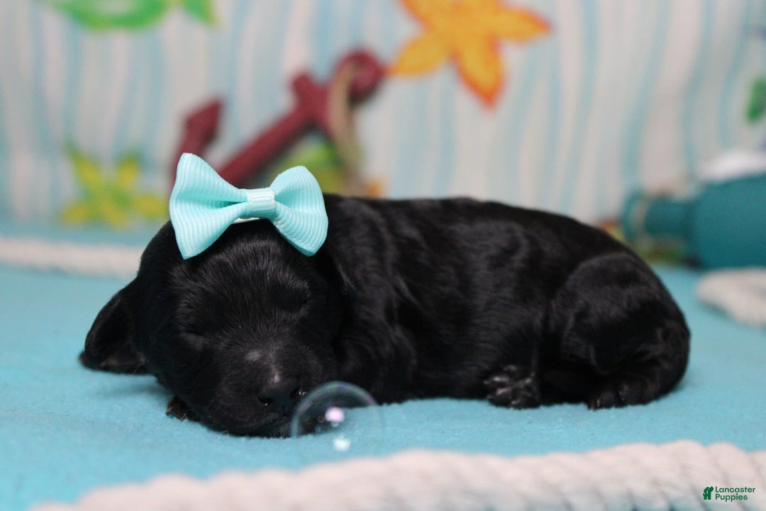 Mini Bernedoodle dogs for sale: Mini Bernedoodle 6 puppies - Image 20