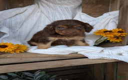 Cockapoo dogs for sale: Heaven - Image 8