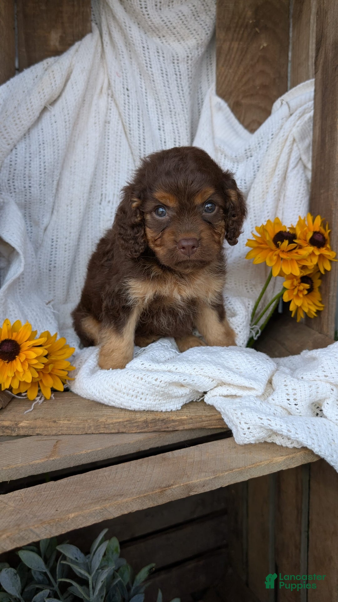 Cockapoo dogs for sale: Heaven - Image 8