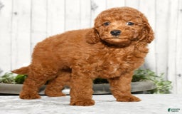 Miniature Poodle dogs for sale: Zinc - Image 4